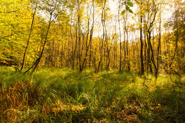 Hochmoor mit hohem Gras und herbstlichem Erlenbewuchs im Hintergrund