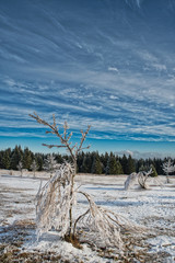 Winterlandschaft mit Wald und bewölktem Himmel