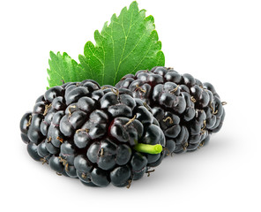 Isolated berries. Two fresh mulberry fruits with leaves isolated on white background with clipping...