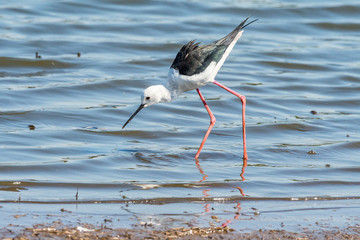 Black-winged stilt walking in water
