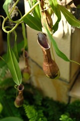 植物園の食虫植物ウツボカズラ