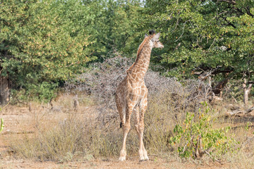 Front view of an immature South African Giraffe looking back