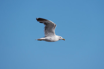 Close-up of a seagull at the German North Sea coast
