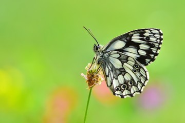 Melanargia galathea  800