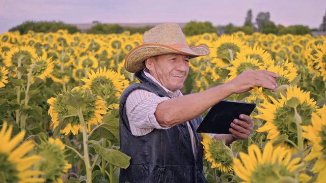 A senior farmer photographs sunflowers and sunflower seeds on a tablet for analysis.  Businessman with tablet analyzes the harvest of sunflower. Modern technologies in the agricultural business.