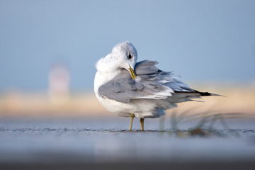 Close-up of a seagull at the German North Sea coast