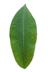 Obraz premium green leaf isolated on white background