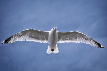 Close-up of a seagull at the German North Sea coast