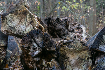 Zerfallende Baumstrukturen
