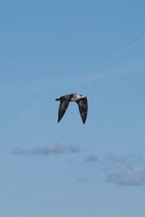 Close-up of a seagull at the German North Sea coast
