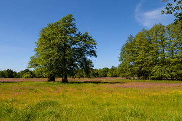 Fototapeta na wymiar Sommerwiese mit bunten Blumen und großen grünen Bäumen im Hintergrund