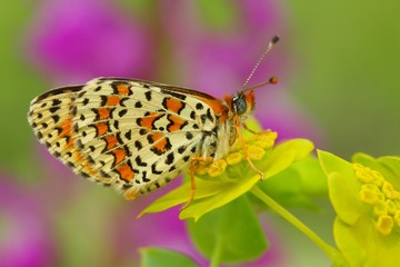 Melitaea trivia  791