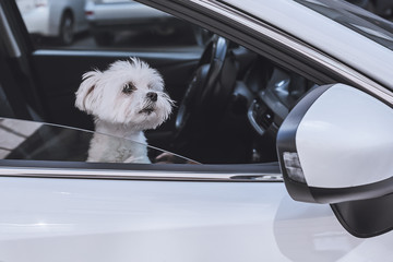 A dog waiting for the owners in an empty car