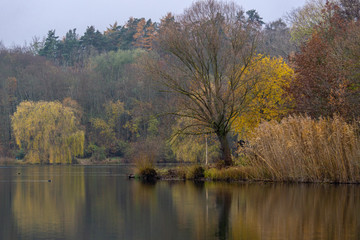 Fototapeta premium Schöner Baum am Teich in wunderbarer Herbstkulisse