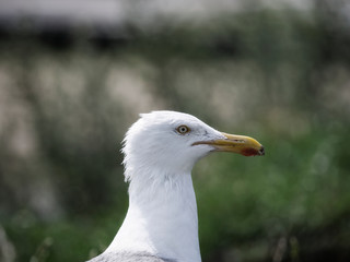 Close-up of a seagull at the German North Sea coast