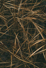 dry grass. Hay close up. Background, texture.