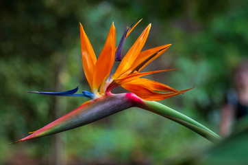 Tropical flower strelitzia or bird of paradise