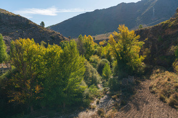 Poplar forest on the Andarax river
