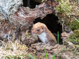Weasel or Least weasel looking out a a log