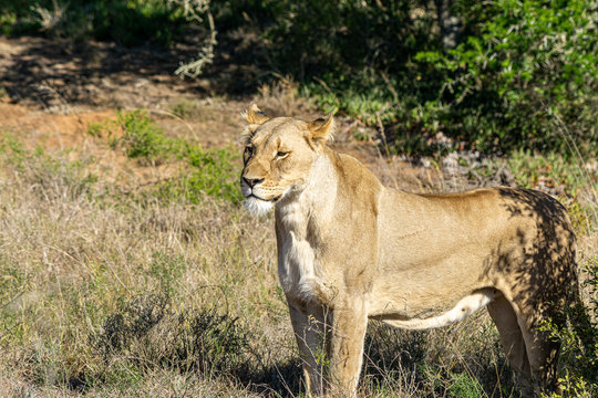 Raubtier, Löwen Weibchen zwischen Büsche und Gras Seitenansicht 