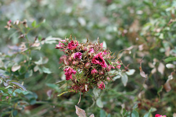 Withering flower heads in shrub in autumn passing season close up