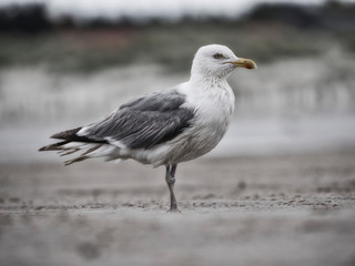 Close-up of a seagull at the German North Sea coast