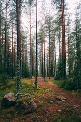 Raining morning in Finland in the silence in the forest that gives peace and quiet