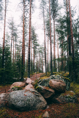 Raining morning in Finland in the silence in the forest that gives peace and quiet