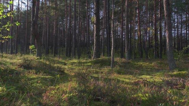 Natural scenery of hills green coniferous forest on sunrise morning.