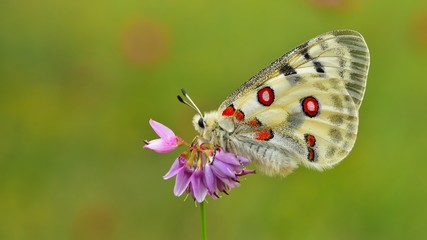 Parnassius apollo  798