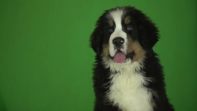 portrait of a Bernese mountain dog puppy on a green background
