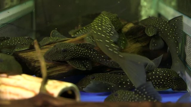 A School Of Spotted Ancistrus Blue Phantom Pleco Hemiancistrus sp. L128 Suckermouth Catfish Swimming Around And Sucking Onto The Bottom And Sides Of A Glass Aquarium, close up shot