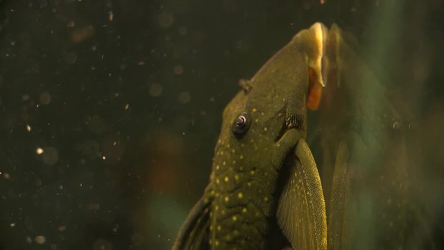 Close Up Rack Soft Focus Of The Suckermouth Catfish Phantom Pleco Sitting On The Side Of A Aquarium Tank With Food Floating Around