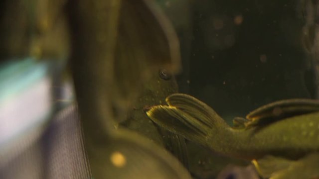 Panning of A Group of Suckermouth Catfish Phantom Pleco Sitting On The Bottom And Side Of A Aquarium Tank With Food Floating Around
