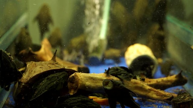 School Of Black And Grey Striped Suckermouth Catfish Dull Eyed Royal Pleco Sitting On The Wood And Sides Of A Aquarium Tank With Food Floating Around