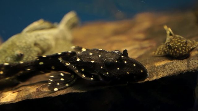White Spots on Black Body Suckermouth Catfish Adonis Pleco Sitting On The Wood in the Aquarium Tank surrounded by other catfish