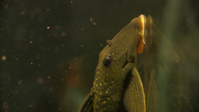 Close Up Rack Soft Focus Of The Suckermouth Catfish Phantom Pleco Sitting On The Side Of A Aquarium Tank