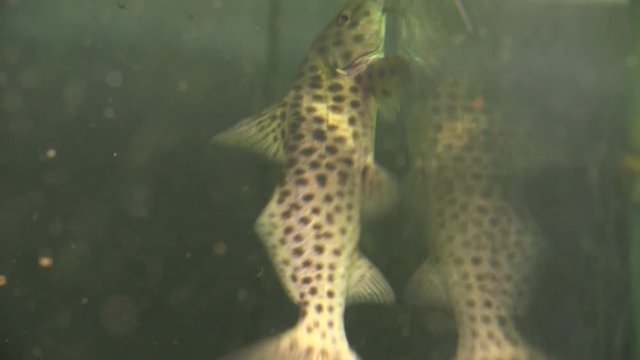 Close up of Black Spotted Grey Upside Down Catfish Suctioned Onto The Glass Of An Empty Aquarium Tank