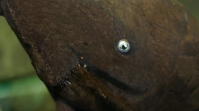 Extreme Close Up Of The Face Of A Blue Eyed Pleco (Panaque cochliodon) Catfish Sucking Onto The Side Glass Of An Aquarium