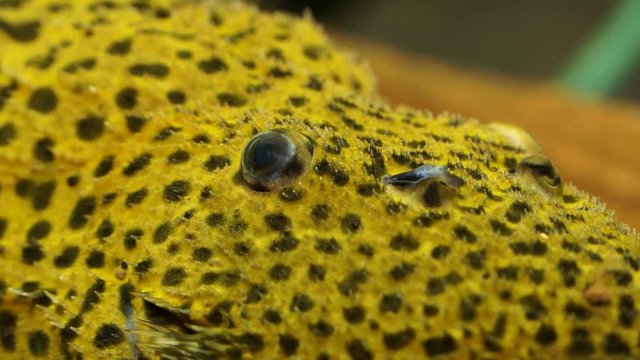 Extreme Close Up Of The Face Of A Spiny Monster Pleco Sucking Onto The Bottom Of Amazon River, Brazil