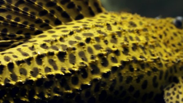 Panning Extreme Close Up From The Tail Of Large Spiny Monster Pleco Catfish (Pseudacanthicus spinosus) Sitting On The Bottom Glass Of An Aquarium. Black spots on a yellow body