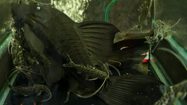 Close Up Of A Black Suckermouth Catfish Blue Eyed Pleco Sucking Onto The Side Of A Glass Aquarium With Smaller Spotted Upside Down Catfish Swimming Around