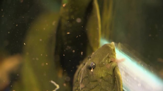 Panning Close Up From The Tail Of A couple of Suckermouth Catfish Green Phantom Pleco Sitting On The Side Glass Of An Aquarium, rack focus