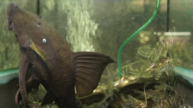 Close Up Of The Face Of A Huge Black Suckermouth Catfish Common Colombian Blue Eyed Pleco Sucking Onto The Side Glass Of An Aquarium Surrounded By Small Catfish