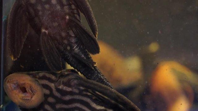 Close Up Panning of pair Black Striped Royal Panaque Pleco Catfish In An Aquarium Tank Suction Onto Glass. Ventral view