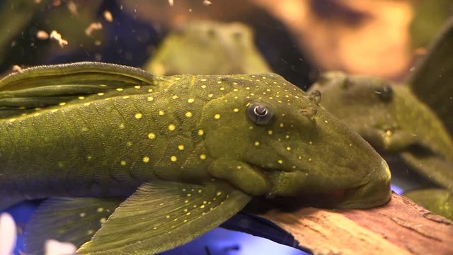 Close up of Suckermouth Catfish Green Phantom Pleco Sitting On The Bottom Of A Aquarium Tank With Food Floating Around