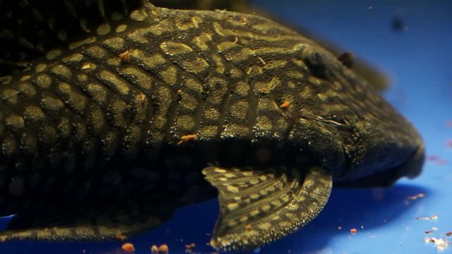 Panning Close Up From The Tail Of A Black And Yellow Suckermouth Catfish Common Pleco Sitting On The Side Glass Of An Aquarium