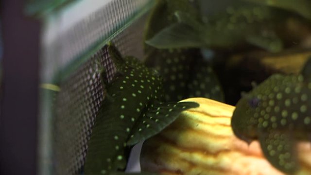 Panning Close Up Of A Group White Spotted Black Suckermouth Catfish Phantom Pleco Sitting On The Bottom Of An Aquarium