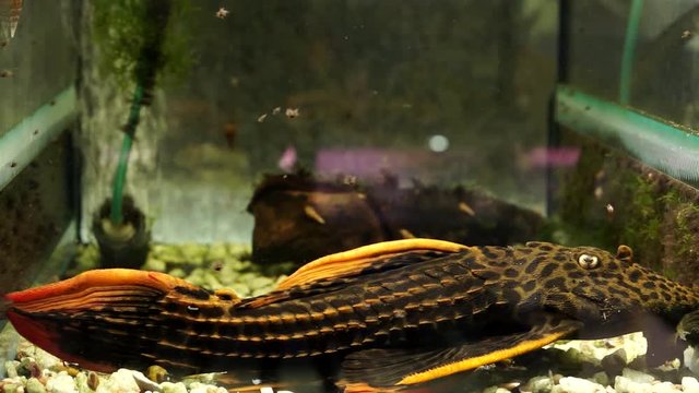 Detailed Black Orange Spotted Gigas-Ancistrus Catfish Pleco Sitting On The Bottom Of An Aquarium Tank In A Pet Shop