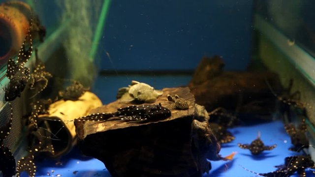 School Of Black And White Spotted Adonis Pleco Catfish Swimming and eating On The Bottom Of An blue Aquarium Tank in Pet Shop